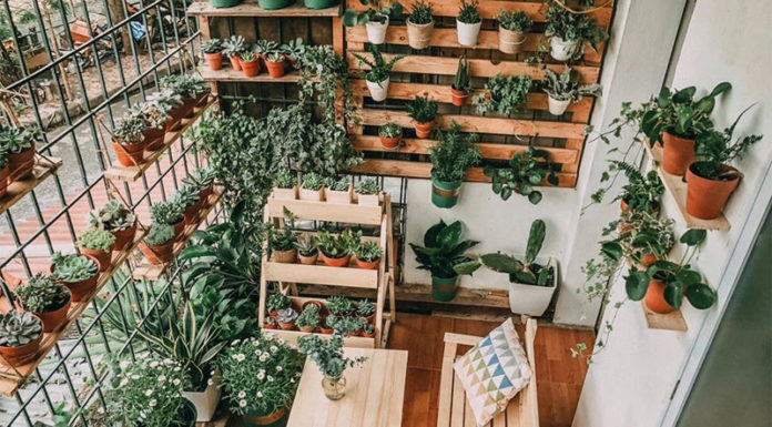 The Ultimate Guide to Feng Shui Balcony Plants for a Happier Home and Brighter Career