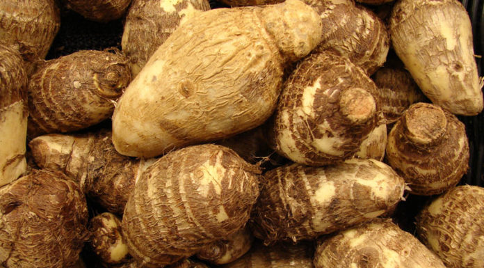 How Many Calories Does Taro Contain? Can You Gain Weight From Eating Taro?