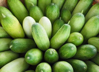The Dangers of Cucumber Consumption: Unveiling the Don’ts