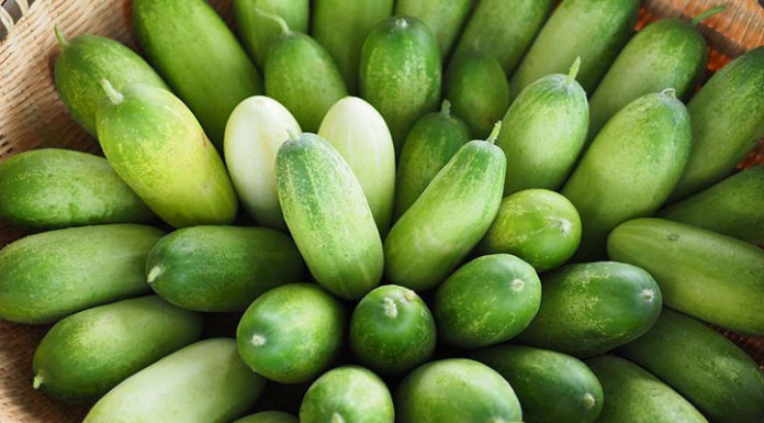 The Dangers of Cucumber Consumption: Unveiling the Don’ts