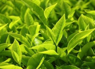 The Benefits of Green Tea Bath for Babies