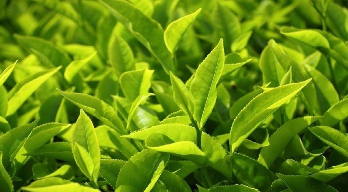 The Benefits of Green Tea Bath for Babies