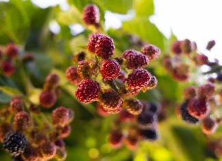 The Do’s and Don’ts of Eating Silkworm Fruit: A Comprehensive Guide