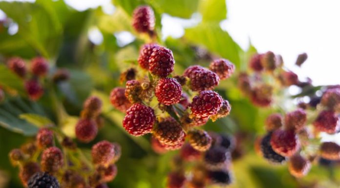 The Do’s and Don’ts of Eating Silkworm Fruit: A Comprehensive Guide