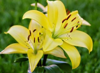 The Flowers You Should Avoid Displaying on Your Ancestral Altar