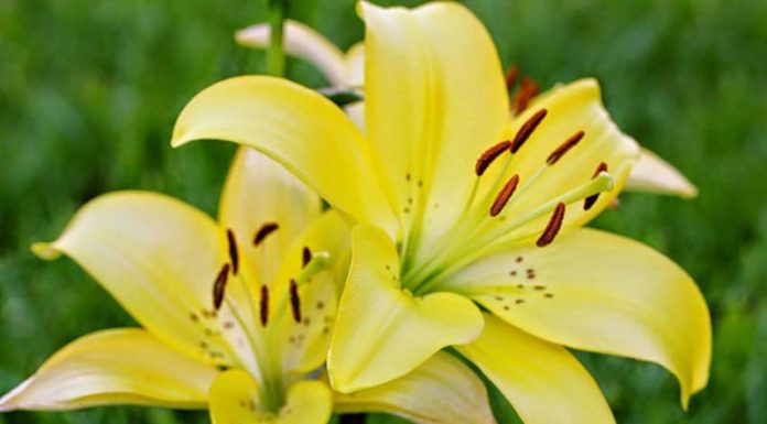 The Flowers You Should Avoid Displaying on Your Ancestral Altar