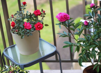 The Ultimate Guide to Growing a Green Oasis on Your North-Facing Balcony: Easy-to-Care-for Plants That Thrive in the Shade.