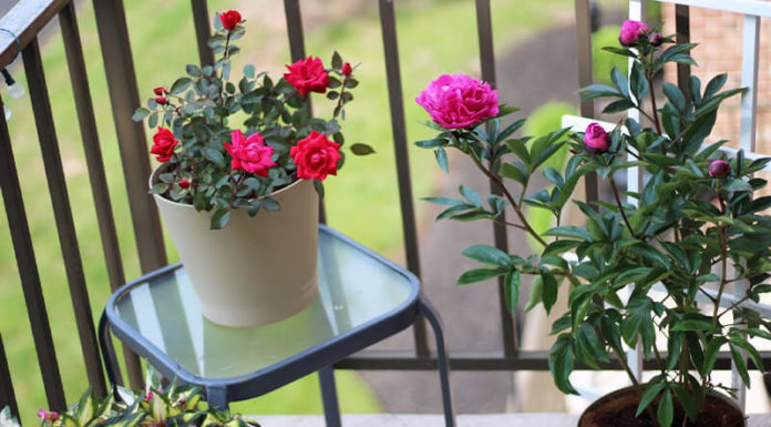 The Ultimate Guide to Growing a Green Oasis on Your North-Facing Balcony: Easy-to-Care-for Plants That Thrive in the Shade.