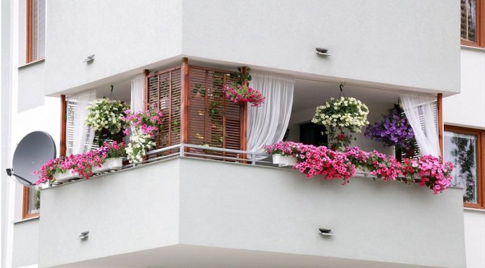The Best West-Facing Balcony Plants to Bring a Breath of Fresh Air to Your Home