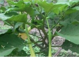 The Ultimate Guide to Dipping Veggies: A Healthy Hot Pot Experience