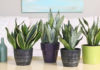 The Ultimate Air Purifier: 7 Houseplants to Breathe Easy at Home