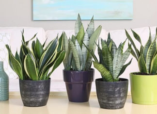 The Ultimate Air Purifier: 7 Houseplants to Breathe Easy at Home