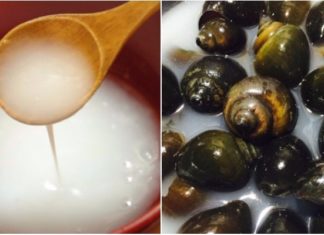Delicious Escargot, Delicious but Dangerous: A Guide to Safe Snail Consumption