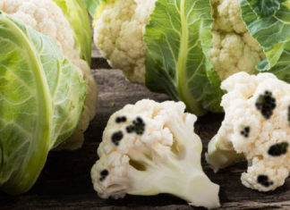 “The Do’s and Don’ts of Eating Broccoli for Optimal Health”