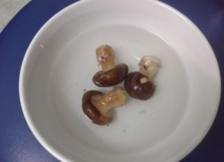 The Ultimate Guide to Cooking with Mushrooms: A Tasty Treat