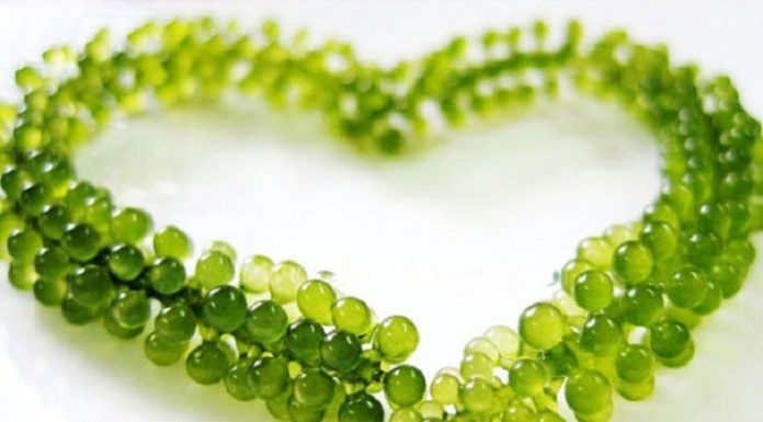 The Amazing Health Benefits of Seaweed: Unlocking Nature’s Ocean Secrets