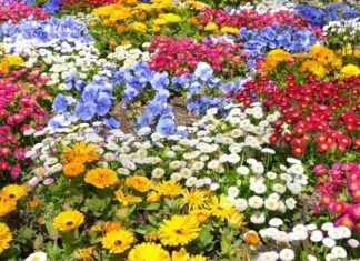 Celebrating the Vietnam People’s Army: A Floral Tribute