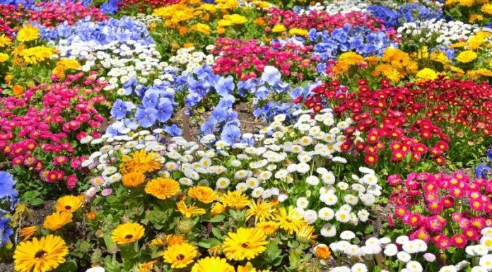 Celebrating the Vietnam People’s Army: A Floral Tribute