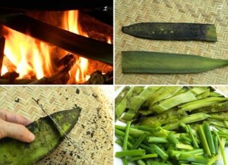 The Arm-Long Fruit: From Wild to Wonderful