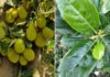 What Are the Benefits of Drinking Jackfruit Leaf Tea?