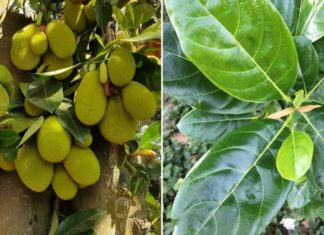 What Are the Benefits of Drinking Jackfruit Leaf Tea?