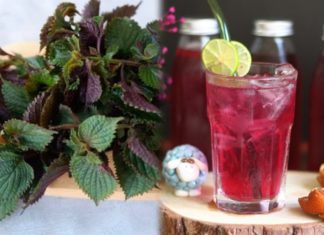 The Healing Powers of Perilla Leaf Tea: A Comprehensive Guide