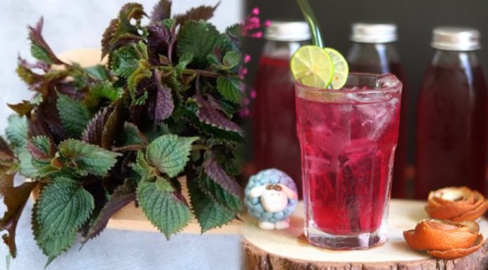 The Healing Powers of Perilla Leaf Tea: A Comprehensive Guide