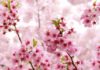 Where to Buy Fake Cherry Blossom Trees for Tết Holiday in Ho Chi Minh City?