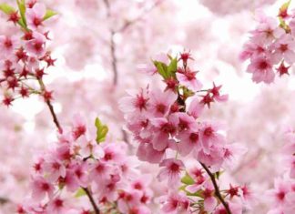Where to Buy Fake Cherry Blossom Trees for Tết Holiday in Ho Chi Minh City?