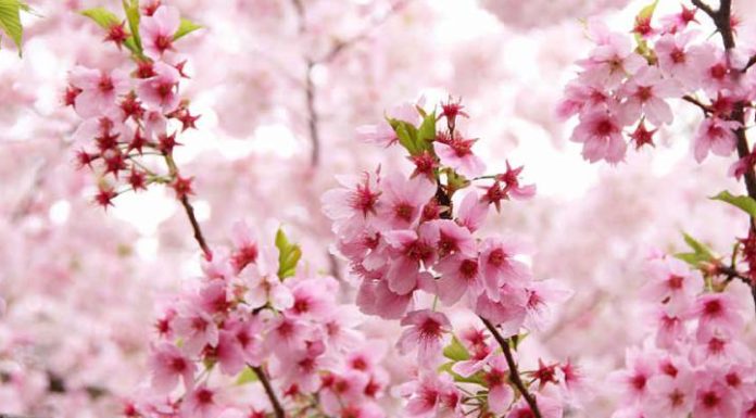 Where to Buy Fake Cherry Blossom Trees for Tết Holiday in Ho Chi Minh City?