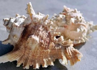 Lion Conch: A Delectable Delicacy from the Coastal Region of Co To, Vietnam.