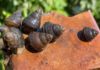 What are Wrench Snails? Delicious Dishes Made with These Tasty Mollusks.