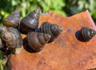 What are Wrench Snails? Delicious Dishes Made with These Tasty Mollusks.