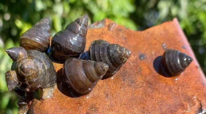 What are Wrench Snails? Delicious Dishes Made with These Tasty Mollusks.