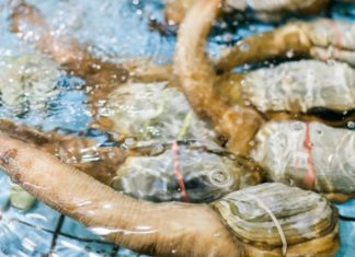 What are Apple Snails? How Much Do They Cost and How Many Types Are There?