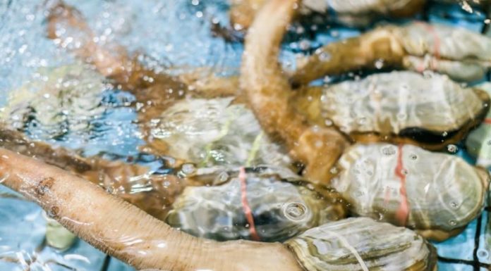 What are Apple Snails? How Much Do They Cost and How Many Types Are There?