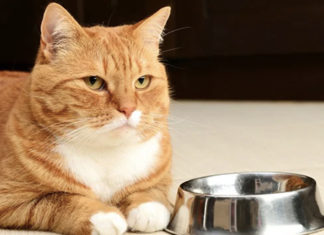 What to Do When Your Cat Stops Eating and Becomes Lethargic