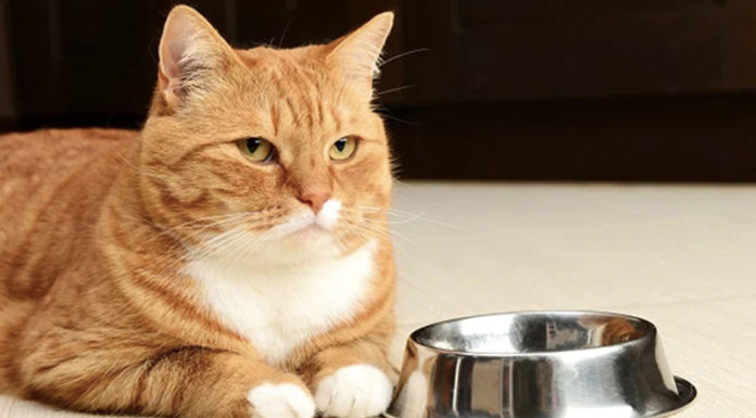 What to Do When Your Cat Stops Eating and Becomes Lethargic