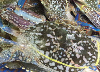 How to Tell the Difference Between Crabs and Crayfish, and Which is the Better Choice?