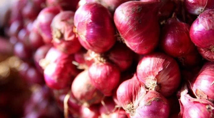 Differentiating between Vietnamese and Chinese Shallots