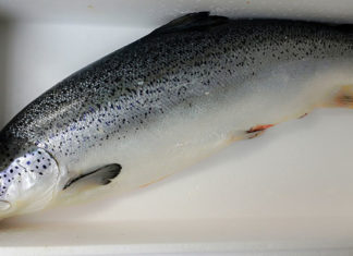 Distinguishing Between Fresh and Frozen Salmon