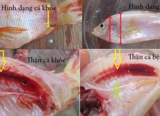 Distinguishing Between Healthy and Sick Pink Salmon