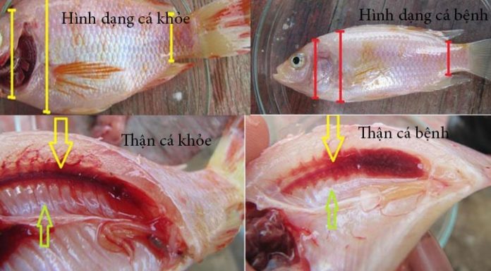 Distinguishing Between Healthy and Sick Pink Salmon