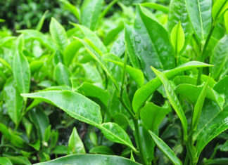 The Many Varieties of Tea: A Guide to Exploring Beyond Green Tea