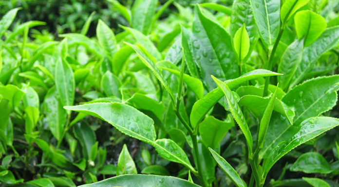 The Many Varieties of Tea: A Guide to Exploring Beyond Green Tea