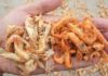 “How to Spot the Difference Between Real and Fake Dried Shrimp”
