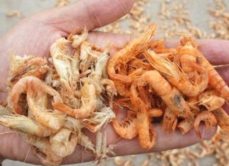 “How to Spot the Difference Between Real and Fake Dried Shrimp”