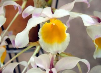 The Magic of Lady Slipper Orchids: Unveiling the Secrets of their Beauty and Cultivation