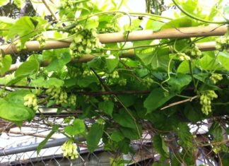 Does Planting Cape Jasmine at the Front Gate Bring Good Fortune to the Family?