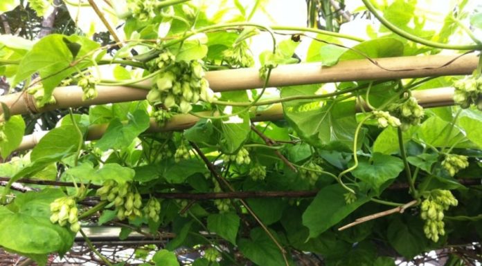 Does Planting Cape Jasmine at the Front Gate Bring Good Fortune to the Family?